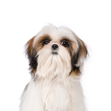 Shih Tzu Puppies - Petland Fort Walton Beach, FL