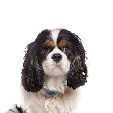 Cavalier King Charles Spaniel Puppies - Petland Fort Walton Beach, FL