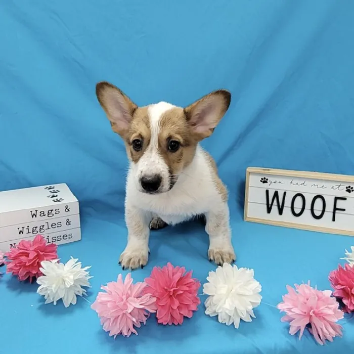 Female Cowboy Corgi Puppy for sale