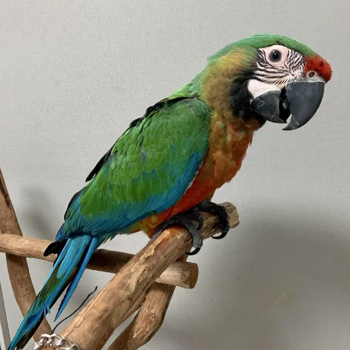 Male Macaw Bird for sale