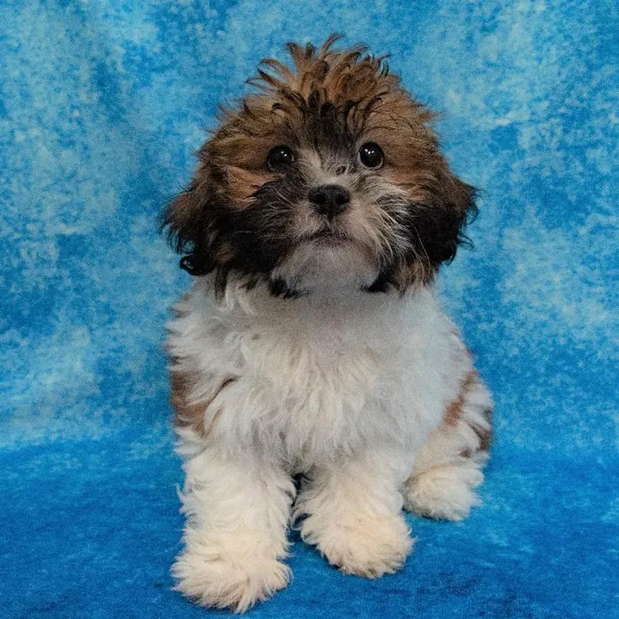 Male Shizapoo Puppy for sale