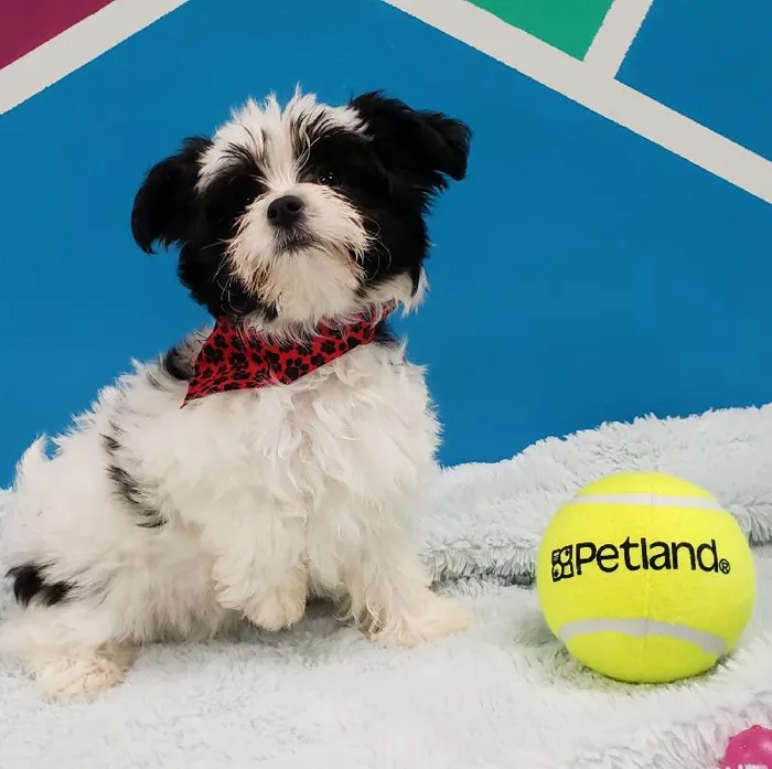 Female Papillon-Maltese Puppy for sale