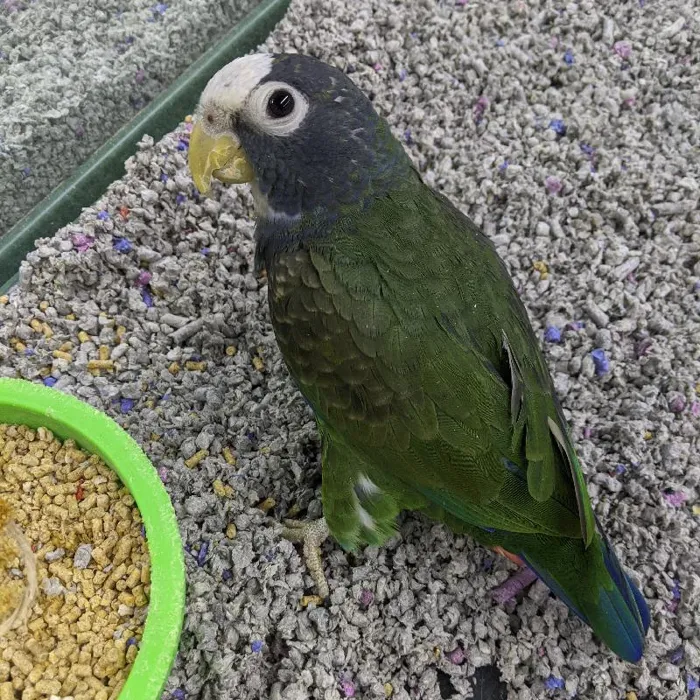 Female White-Capped Pionus Bird for sale