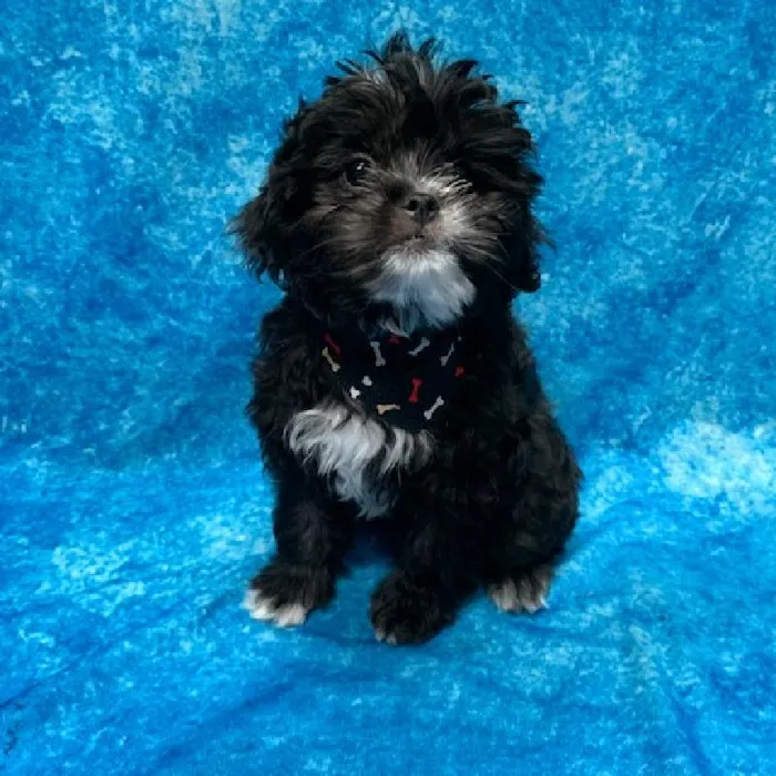 Male Poodle/Japanese Chin Puppy for sale