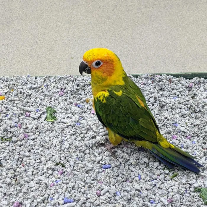 Unknown Sun Conure Bird for sale