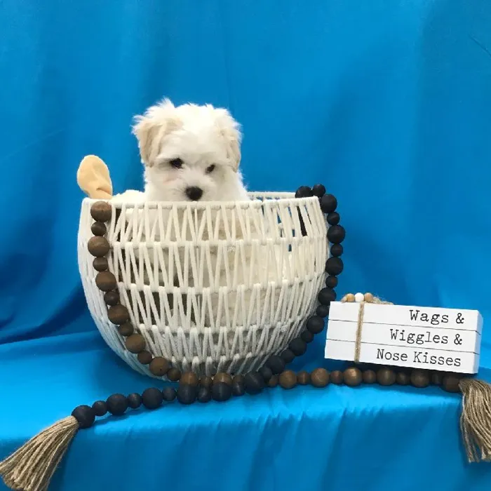 Male Maltese-Bichon Puppy for sale