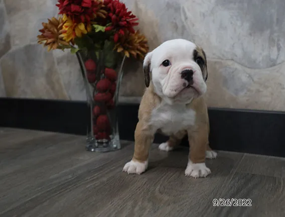 5914191c667fc7-9013-410f-829f-6bb5889b3cbeDOW_224295_01_Victorian_Bulldog.jpg