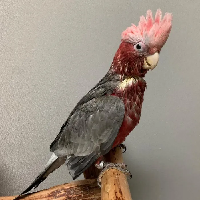 Unknown Galah Cockatoo Bird for sale