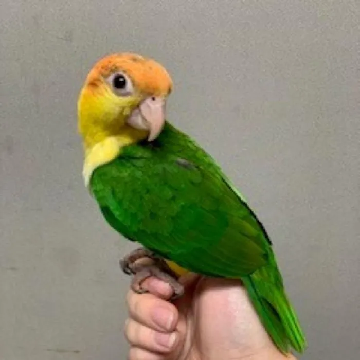 Female White Bellied Caique Bird for sale
