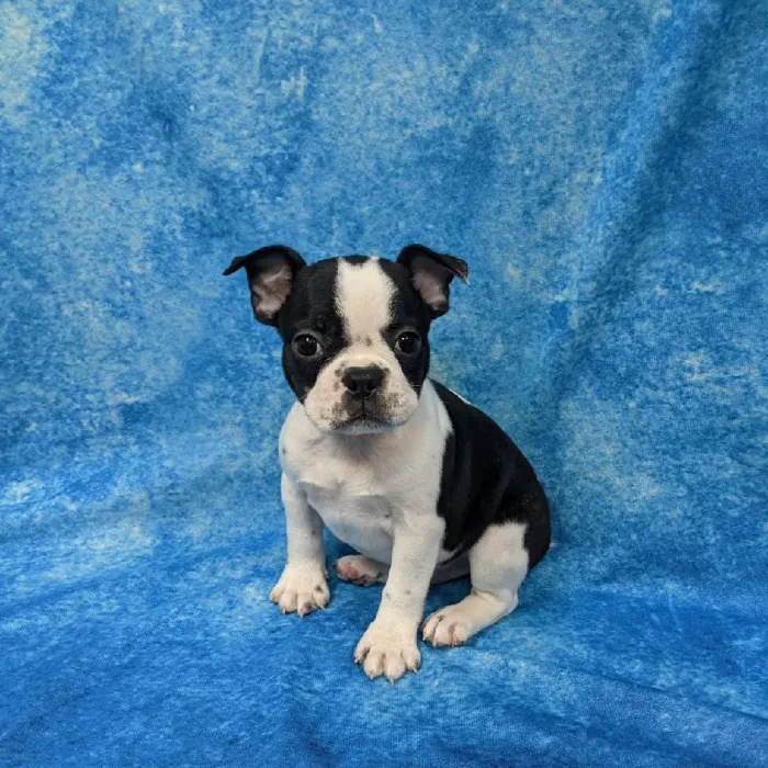 Male Boston Terrier-French Bulldog Puppy for sale