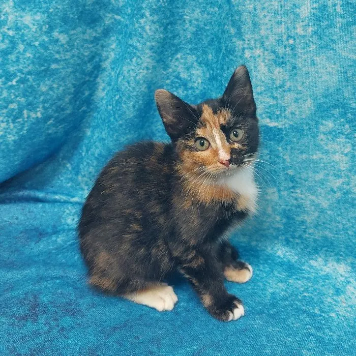 Female Domestic Short Hair Kitten for sale