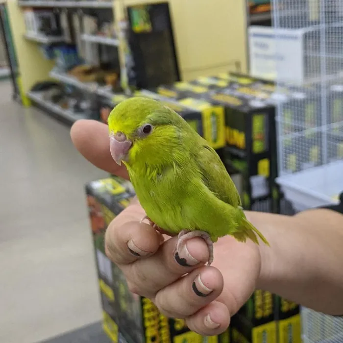 Male Parrotlet Bird for sale