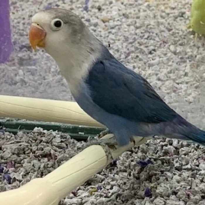 Unknown Lovebird Bird for sale