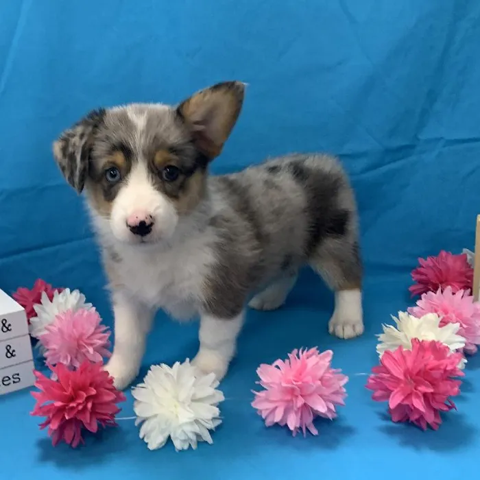 Female Miniature Australian Shepherd-Pembroke Welsh Corgi Puppy for sale