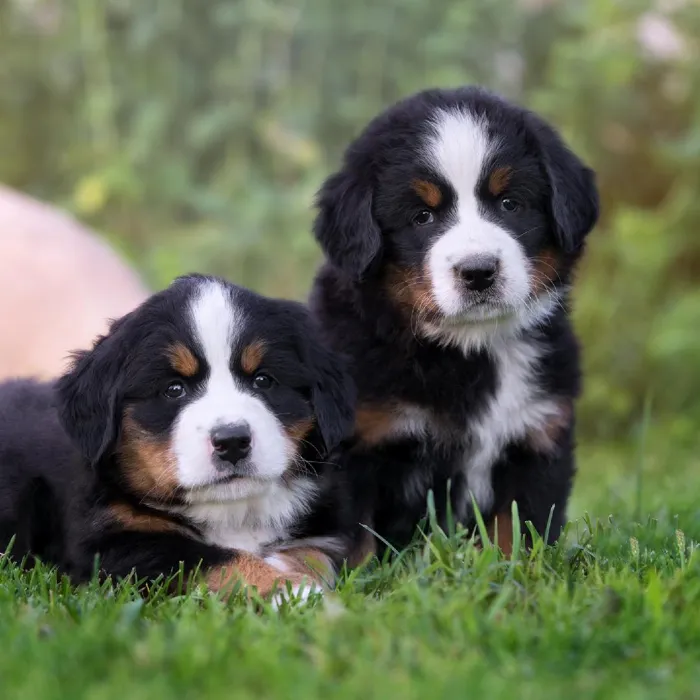 Bernese Mountain Dog Puppies for Sale image