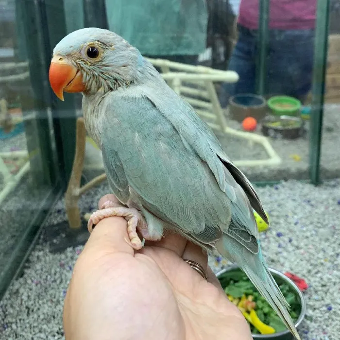 Unknown Indian Ringneck Bird for sale image