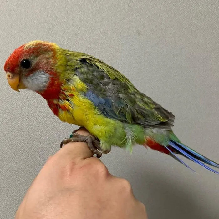 Unknown Rosella Bird for sale
