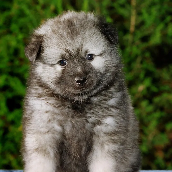 Keeshond Puppies for Sale image