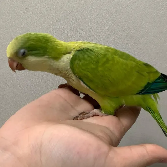 Unknown Quaker Bird for sale image