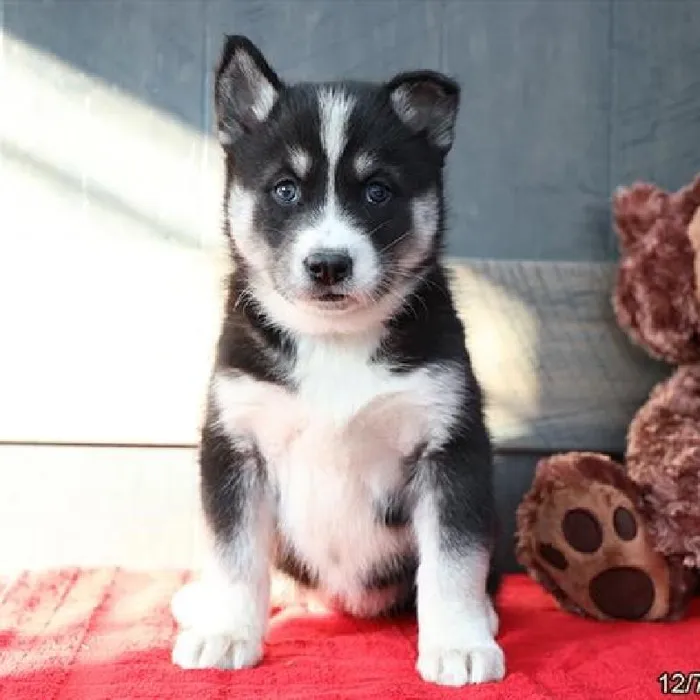 Female Siberian Husky/ Samoyed Puppy for sale