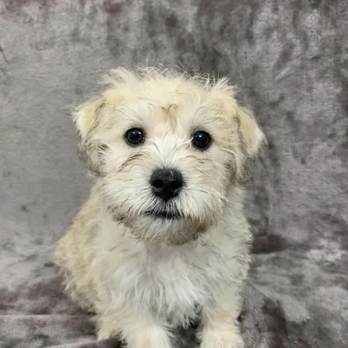 Male Chonzer Puppy for sale