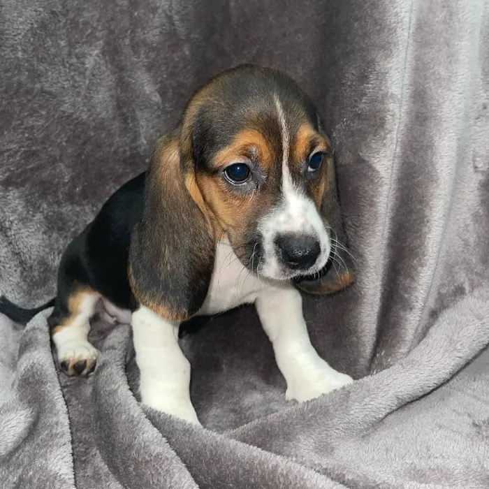 Female Bagel Puppy for sale