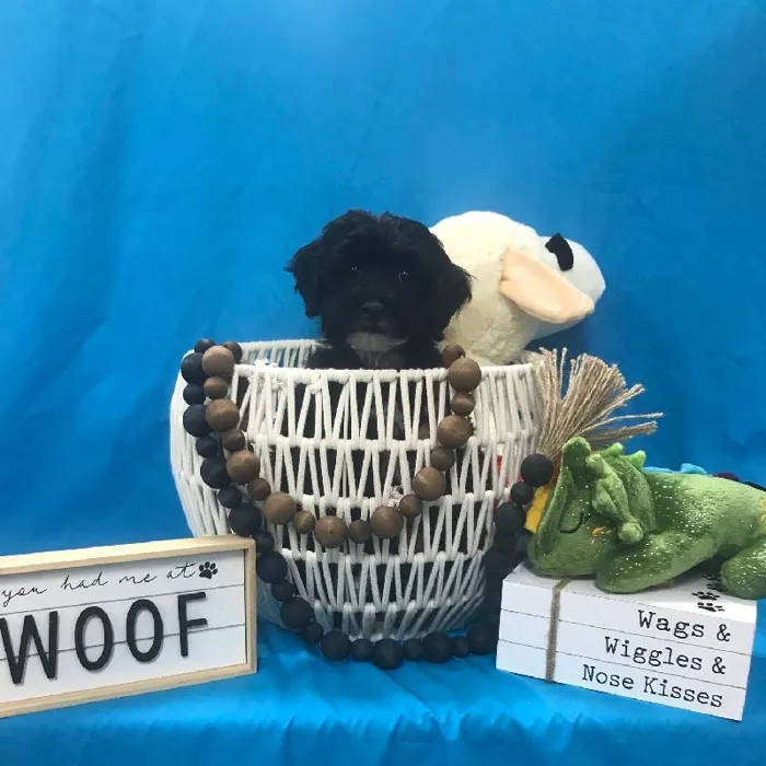 Male Havanese/ Poodle Puppy for sale