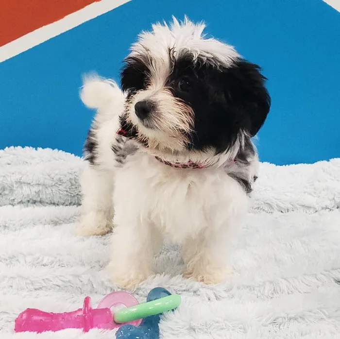 Female Japanese chin/ Maltese Puppy for sale