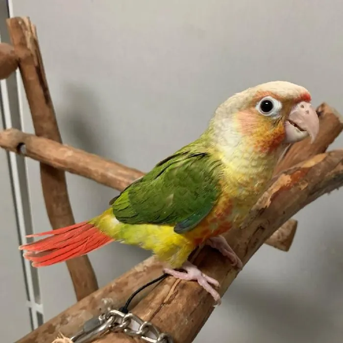 Unknown Greeen Cheek Conure Bird for sale