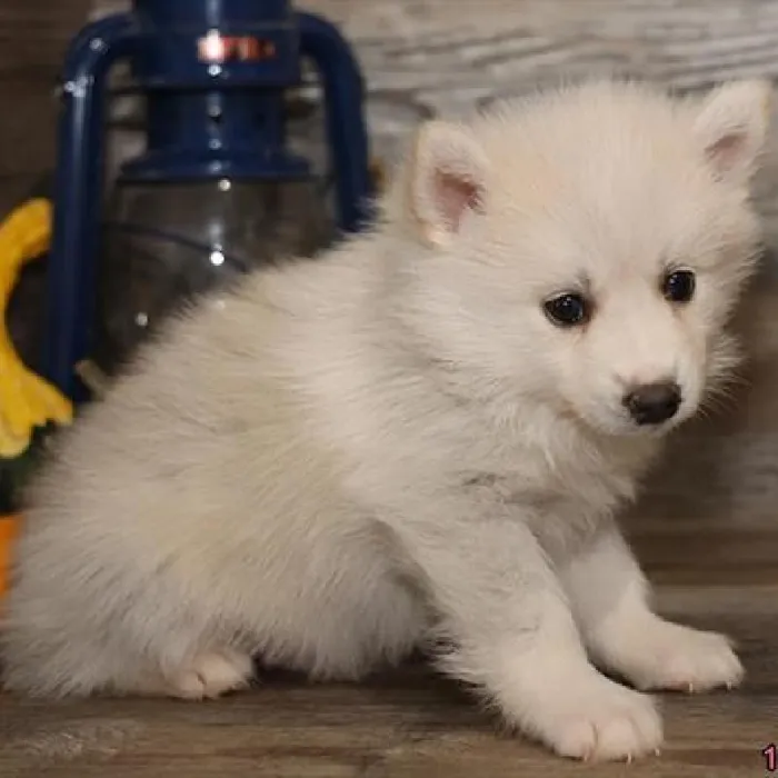 Male Pomsky 2nd Gen Puppy for sale image