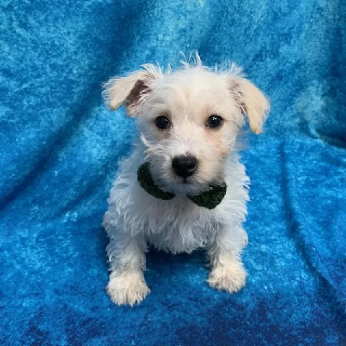 Male Westipoo Puppy for sale