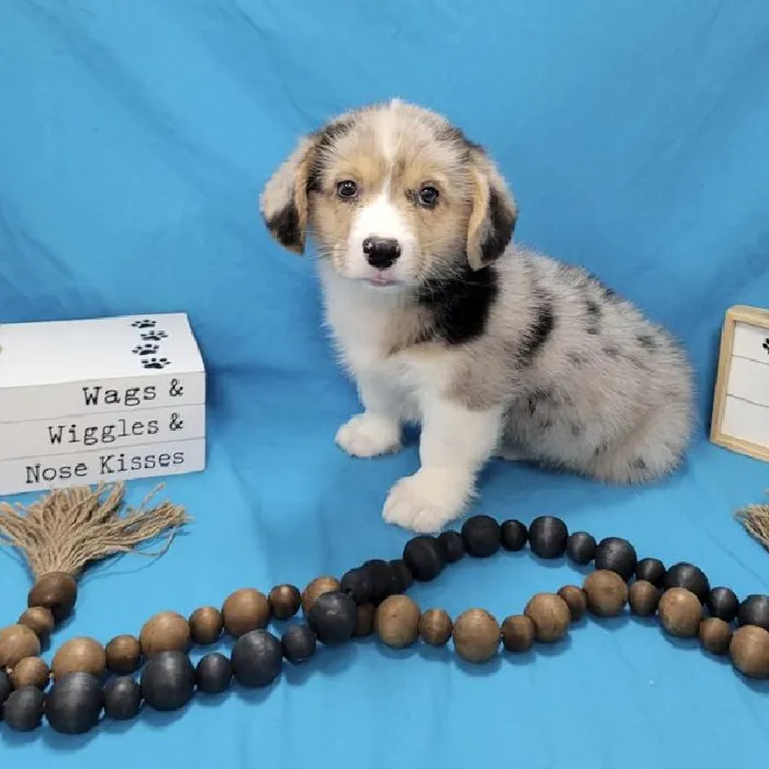 Male Pembroke Welsh Corgi-Amer Corgi Puppy for sale