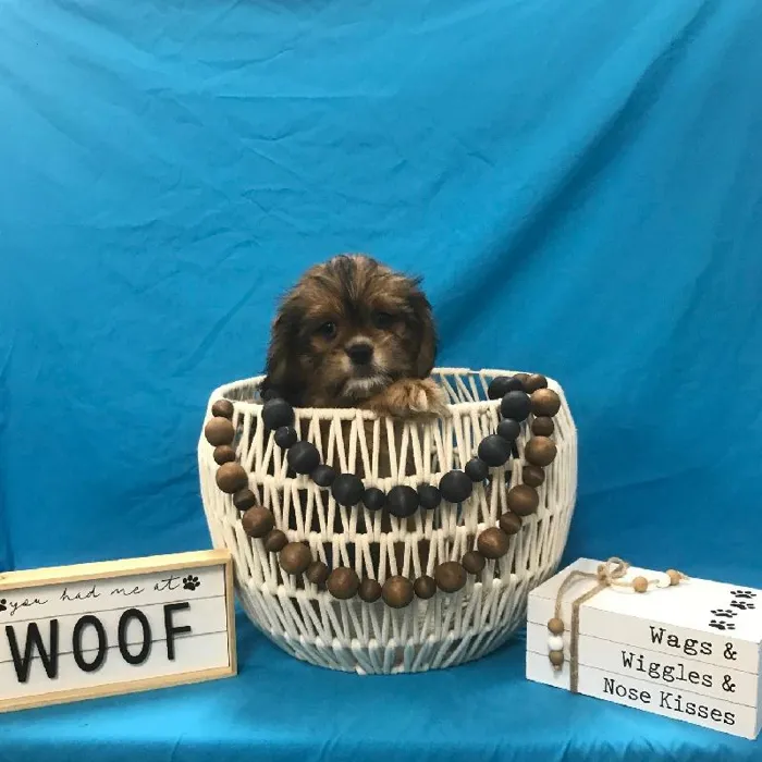 Male Lhasa Apso-Cavalier Puppy for sale