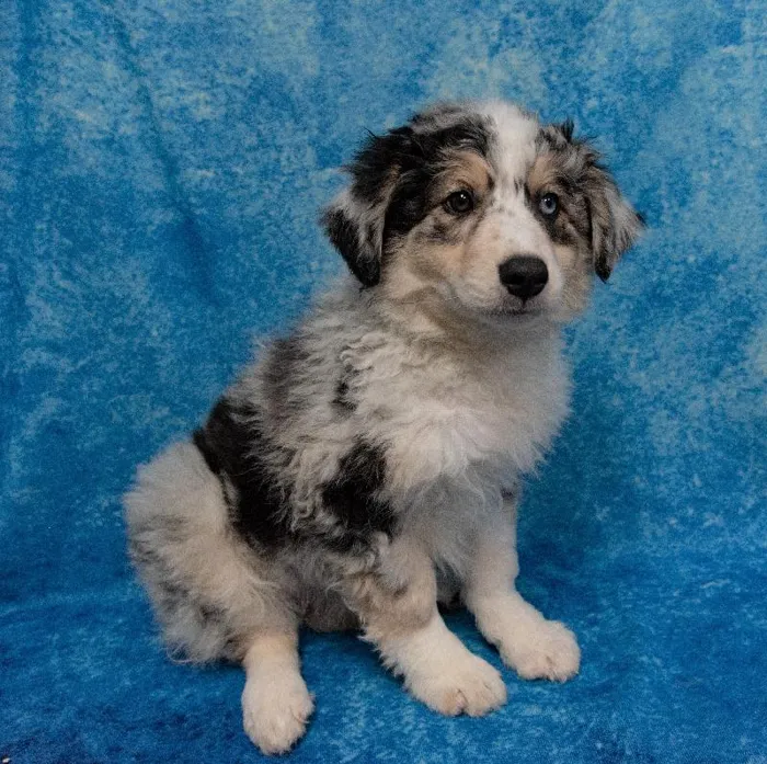 Female Australian-English Shepherd Puppy for sale