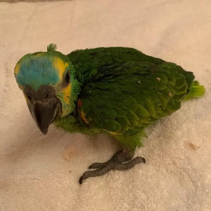 Unknown Blue Fronted Amazon Bird for sale