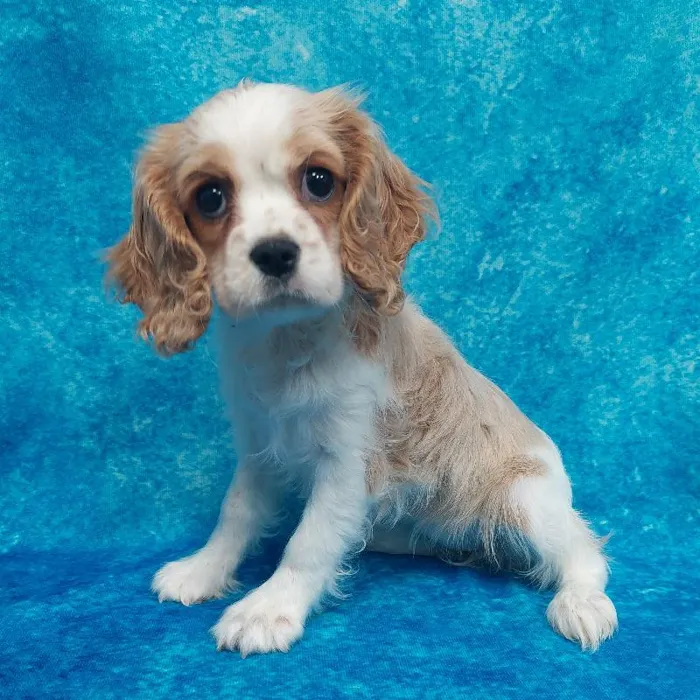 Female cockalier Puppy for sale
