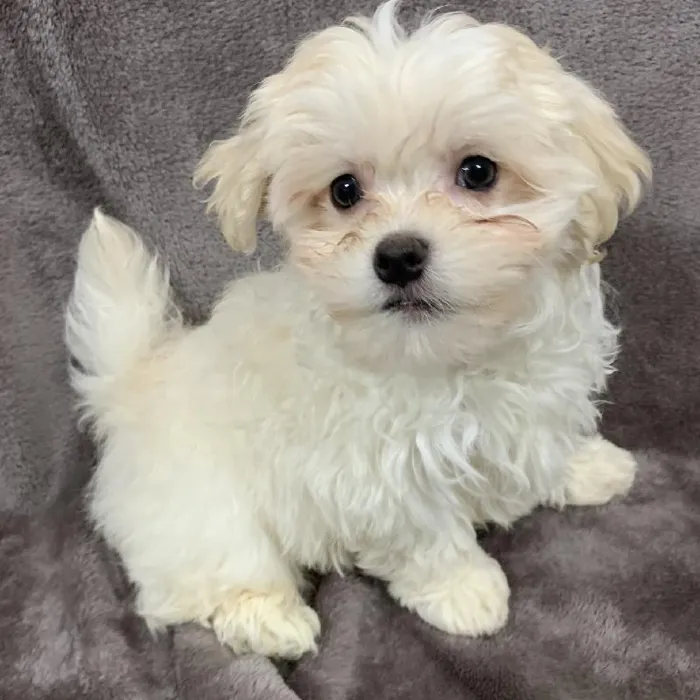 Male Maltese-Havanese Puppy for sale