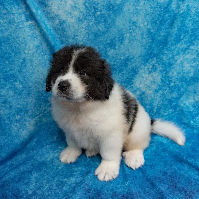 Male Great Pyrenees/Anatolian Shepherd Puppy for sale