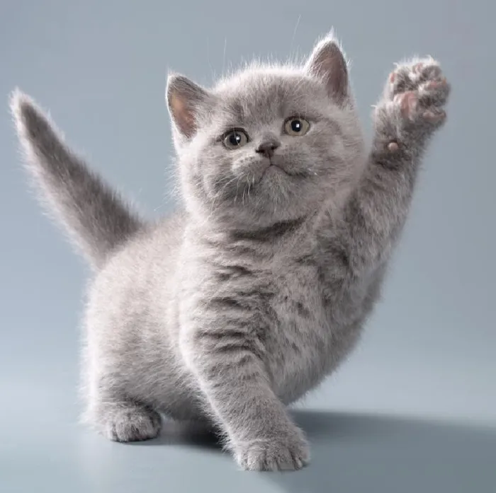 Kitten for sale