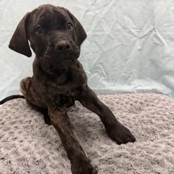 Male English Mastiff puppy for sale at Petland - Pensacola.