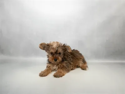 Male Yorkshire Terrier puppy for sale at Petland -  Ft Walton.