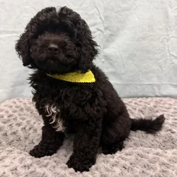 Male Goldendoodle Mini 2Nd Gen puppy for sale at Petland - Pensacola.