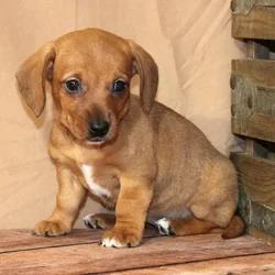 Female Dachshund puppy for sale at Petland - Pensacola.