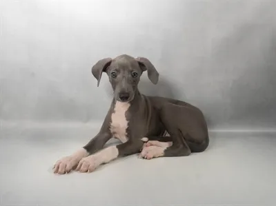 Male Italian Greyhound puppy for sale at Petland -  Ft Walton.
