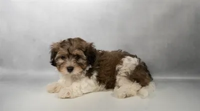 Female Havanese puppy for sale at Petland -  Ft Walton.