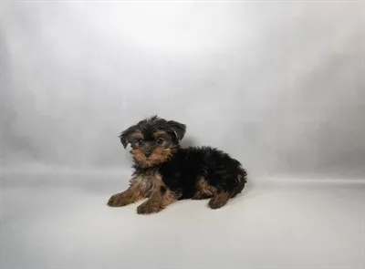 Female Yorkshire Terrier puppy for sale at Petland -  Ft Walton.