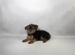 Female Yorkshire Terrier puppy for sale at Petland -  Ft Walton.