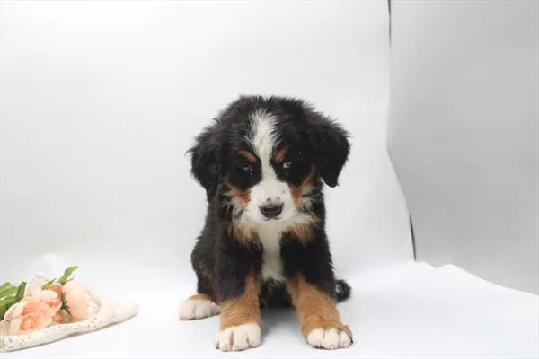 Male Bernese Mountain Dog puppy for sale at Petland -  Ft Walton.