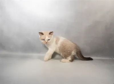Male British Shorthair puppy for sale at Petland - Pensacola.