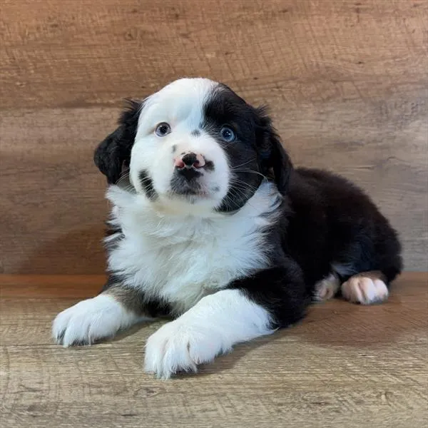 Female Miniature Australian Shepherd puppy for sale at Petland -  Ft Walton.